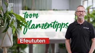 toom Pflanzentipps – Efeututen  toom Baumarkt [upl. by Reynard]