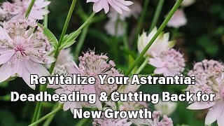 Revitalize Your Astrantia Deadheading amp Cutting Back for New Growth [upl. by Abbie]