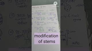 modification of roots and stems quick recap 11th education ncert [upl. by Esinet]