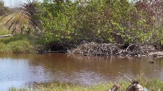 Sanibels freshwater ecosystems have turned salty [upl. by Ssor]