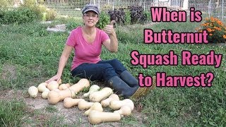 How to Tell if Butternut Squash is Ready to Harvest Simple Tips to Help You [upl. by Edyaw]