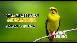 CIRI BURUNG MOZAMBIK JANTAN amp BETINA [upl. by Chiles]