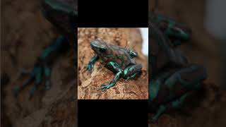 The color of poisonous poison dart frogs Dendrobates auratus [upl. by Phyl]