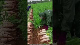 जापान में मूली की अनोखी खेती 🤯 radish harvesting [upl. by Atreb]