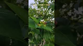 Modhumoi abeli short video zubeengargmusic4594 [upl. by Jaymie947]