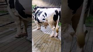 Magnificent Holstein Friesian bull from Taz Cattle Ranch [upl. by Adnalohs]