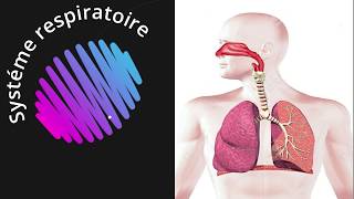 Épisode 03   le systéme respiratoire  شرح مبسط لعمل الجهاز التنفسي عند الانسان [upl. by Repohtsirhc]