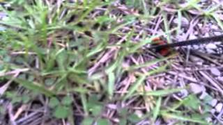 Cow killerRed Velvet Ant screaming weird noise [upl. by Isaiah599]