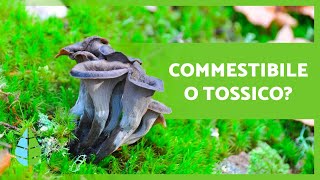 10 FUNGHI COMMESTIBILI 🍄 Come riconoscerli [upl. by Abdulla]