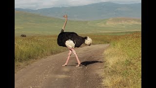 Watch The TallestLargest And Strongest Bird Ostrich [upl. by Nuawed]