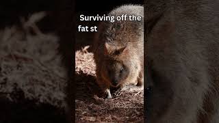 🐾🌿 LesserKnown Facts About Quokkas The Happiest Animals on Earth 🌍 [upl. by Anhoj]