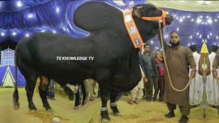 World Biggest Eid alAdha Bulls of RJ Cattle Farm [upl. by Einrae]