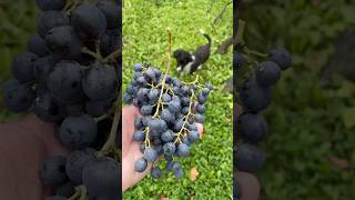 Beaujolais nouveau wine harvest grapes dog georgia greens holiday adventure [upl. by Adele353]