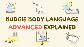 6 Budgie Body Language  Part 2 [upl. by Maya]