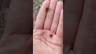 2 Philaeus chrysops 🕷️ Jumping spider bug spider shorts [upl. by Afas]