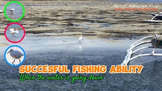 What Is Heron’s Unique Way Of Getting Fish amazingfacts birds subscribe [upl. by Iorgos436]