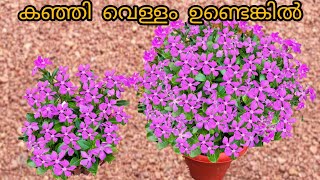 ഇതറിയണം പൂക്കൾ തിങ്ങിsitout kerala viralvideo gardening makeover indoor [upl. by Leumek783]