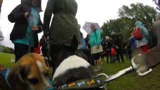 RSPCA BIG Walkies London Harvey Cam [upl. by Anawot]