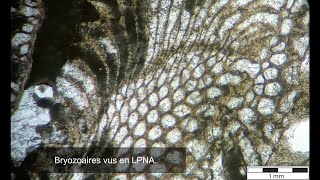 TP Paléontologie L2  Les Bryozoaires par Mme RuaultDjerrab [upl. by Remliw]