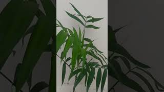 Bamboo palm plant [upl. by Fleur]