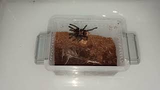 Feeding my little Chromatopelma cyaneopubescens GBB tarantula [upl. by Ahtivak]