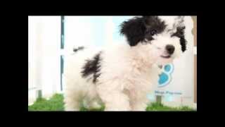 Poochon Puppies at San Diego Puppy [upl. by Lotsyrk690]