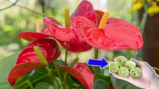 Dont put them away your ANTHURIUM will have many flowers and no pests  Natural Fertilizer [upl. by Albers351]