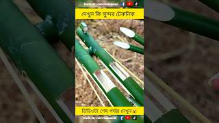 Bamboo creations with coca cola experiment satisfying bamboocraft lifehacks shortvideo reels [upl. by Mor]