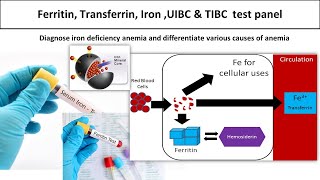 Ferritin Transferrin Iron UIBC amp TIBC test panelmedilabacademymlt [upl. by Deron]