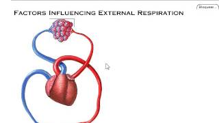 Fisiología Respiratoria  Transporte de gases [upl. by Darsey]