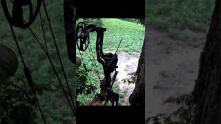 Shooting a Deer with a Bow and Arrow shorts hunting archery slingshot [upl. by Toscano723]