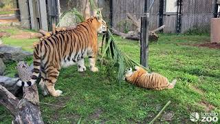 Mila and Mazy Playing Outside  Watch Them Live On The Giant Tiger Cam [upl. by Ydnelg]