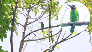 Blackbanded Barbet  stunning looking birds which is endemic to the island of JavaBali Indonesia [upl. by Atenaz]