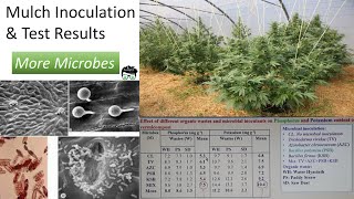 Mulch Inoculation amp Test Results Beneficial Fungus Bacteria Protozoa Beauveria Bassiana [upl. by Nnilsia]