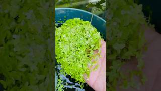 Aquatic plant aquaticplant plant azollafarming fishtank fishtankideas [upl. by Temple]