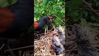 Greater coucal birds feed their young with wood chips [upl. by Euqinamod]