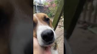 Rescue dog Bagel in foster care 🥯🩵 SavingStrays dogrescue [upl. by Sterrett]