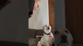 Grandpa Wins Argument With Dog Over Couch Seat [upl. by Zarger]