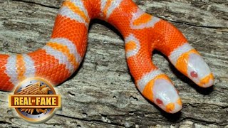 Bizarre Two Headed Snake real or fake [upl. by Hanus615]