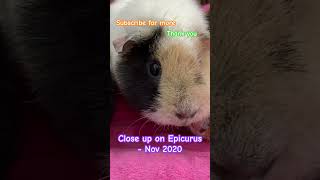 Epicurus 2020 shortsfeed pets guineapig throwback guineapigs discoverunder5k rodent fypp [upl. by Khoury252]