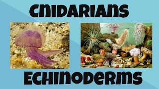 Cnidarians and Echinoderms [upl. by Lina]