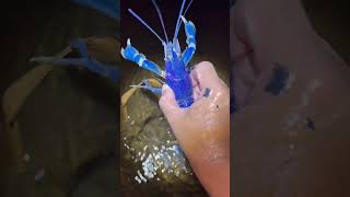 Berburu udang biru langka di aliran air batu 😱 shortvideos fishing viral [upl. by Norvil]