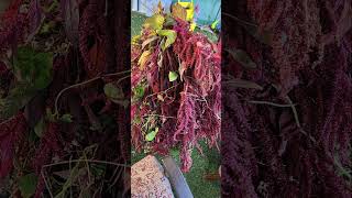 Harvest Time Amaranth [upl. by Akli]