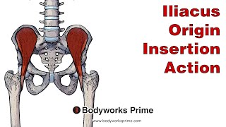 Iliacus Anatomy Origin Insertion amp Action [upl. by Krm]