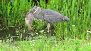 Great Blue Heron [upl. by Tala350]