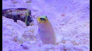 イエローヘッドジョーフィッシュ Yellowhead jawfish Opistognathus aurifrons [upl. by Nylecaj]