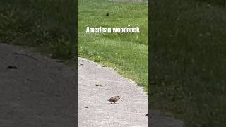 American Woodcock birds animals wildlife [upl. by Pomeroy841]