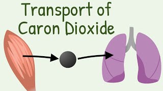 Transport of Carbon Dioxide in blood [upl. by Bathsheeb]