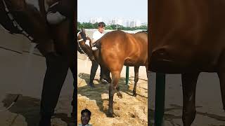 horse equestrian horselover horseracing animals funny duetz comedyfilms comedy bendparty [upl. by Arrahs608]