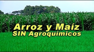 CULTIVANDO ARROZ Y MAÍZ SIN AGROQUÍMICOS [upl. by Lamrert]